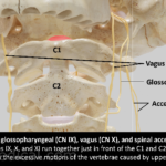 Vagus Nerve Proximity to C1